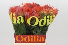 Leucospermum Crimson 50cm