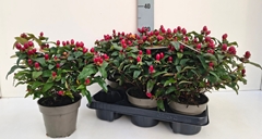 Hypericum Inodorum 13Ø 30cm