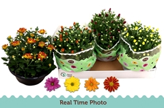 Chrysanth Mix 23Ø 27cm