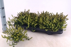 Erica Carnea 9Ø 15cm