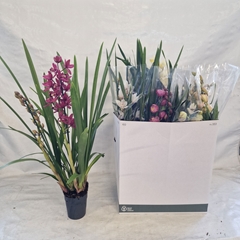 Cymbidium Mixed 14Ø 80cm 2st