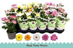 Chrysanth Mix 5 Colours 9Ø 22cm