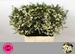Chamelaucium White Star 70cm 40gr.