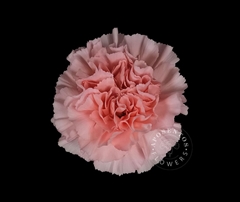 Dianthus Single Pink 65cm