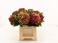 Hydrangea Elbtal Classic 45cm 13-15cm Hd