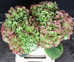 Hydrangea Verena Classic 40cm 17-19cm Hd