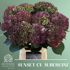 Hydrangea Royal Sunset Classic 65cm 18-20cm Hd