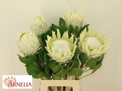 Protea Cynaroides Ayoba Arctic Ice 70cm