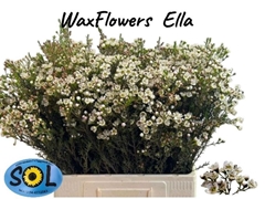Chamelaucium Ella 60cm 30gr.