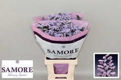 Limonium Sinuatum Donau Birds 70cm 70gr.