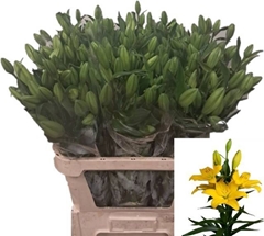 Lily La Tobruk 85cm 3+