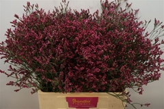 Limonium Sinense Scarlet Diamond 60cm 20gr.