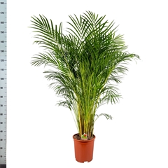 Dypsis Lutescens 27Ø 160cm