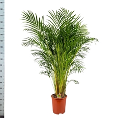 Dypsis Lutescens 27Ø 170cm