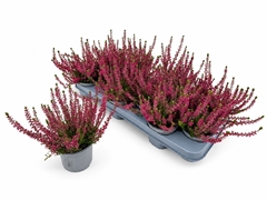 Calluna WiBo's Rot 11Ø 20cm