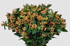Hypericum Mellow Romance 70cm