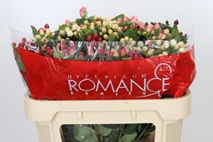 Hypericum Rainbow Romance Mix 70cm