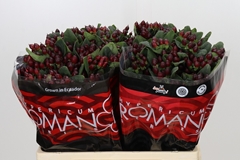 Hypericum Rocky Romance 60cm