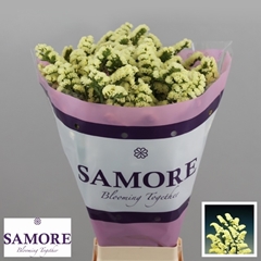 Limonium Sinuatum Yellow Sun Birds 70cm 40gr.