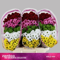 Chrysanth Santini Mix 55cm 44gr.