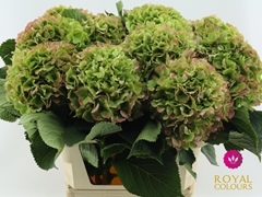 Hydrangea White Verena Classic 80cm 20-22cm Hd