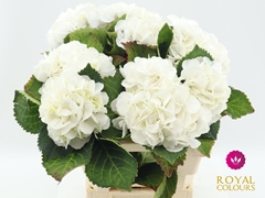 Hydrangea Royal Princess 60cm 16-18cm Hd