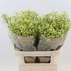 Limonium Sinense China Summer 80cm 40gr.