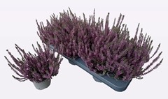 Calluna WiBo's Mix 11Ø 20cm