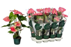 Anthurium Colorado 14Ø 60cm