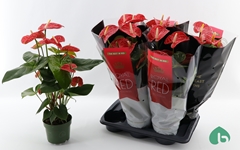Anthurium Madural 17Ø 70cm