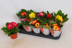 Gerbera Colourgame Mix 12Ø 20cm