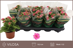 Kalanchoe Double Rosalina Nando Pink 10Ø 23cm
