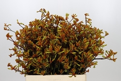 Anigozanthos Flavidus Bush Sunset 60cm