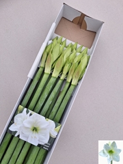 Hippeastrum Albarino 80cm