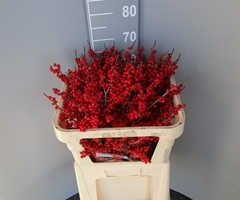 Ilex Red Berry 70cm