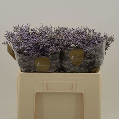 Limonium Safora Lilac 60cm 20gr.