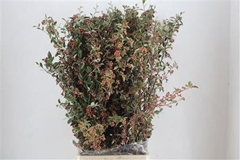 Cherry Blossom Per Bunch 70cm