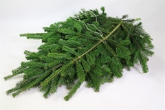 Abies Nordmann 5kg