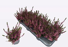 Calluna WiBo's Mix 11Ø 20cm