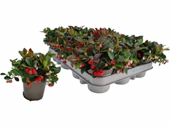 Gaultheria Procumbens 9Ø 13cm