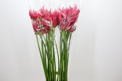Nerine Desi 90cm