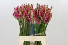 Nerine Favourite 65cm