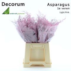 Asparagus Setaceus Painted Light Pink 45cm