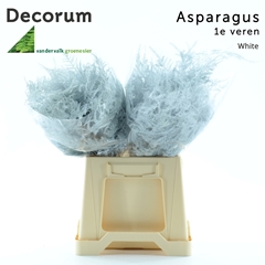 Asparagus Setaceus Painted White 45cm