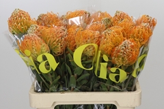 Leucospermum Jelena 60cm