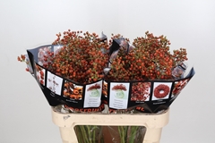 Rosa Autumn Rosefruits 80cm