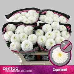 Chrysanth Single SuperBowl 70cm 85gr.
