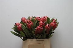 Protea Red Ice 40cm
