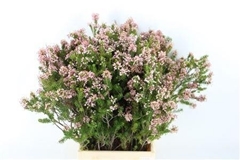 Erica Bicolor 50cm
