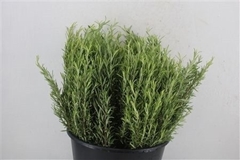 Rosmarinus Officinalis 45cm 200gr.
